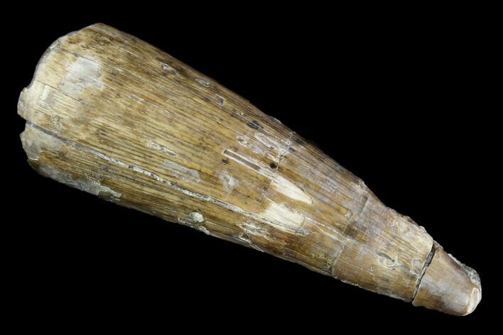 Fossil Crocodile (Goniopholis) Tooth - Aguja Formation, Texas #116674
